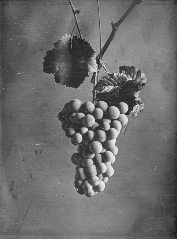 Léon FOUCAULT, “Grappe de raisin”, daguerréotype. Collection Société française de photographie (coll. SFP).